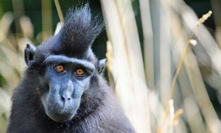 CRESTED MACAQUE (MONYET JAMBUL)