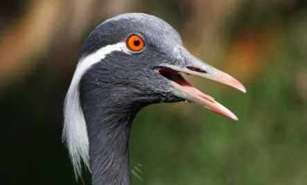 DEMOISELLE CRANE (BURUNG BANGAU DEMOISELLE)