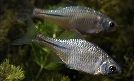 [imagetag] EUROPEAN BITTERLING (IKAN BITTERLING EROPA)