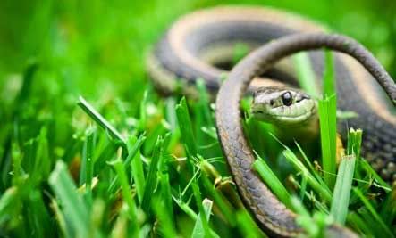 RED-SIDED GARTER SNAKE (ULAR 
IKAT SISI MERAH)