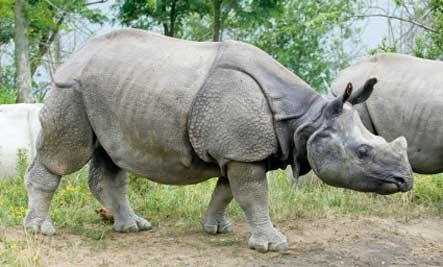 INDIAN RHINOCEROS (BADAK 
INDIA)