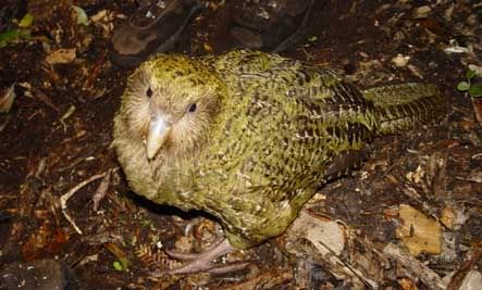 KAKAPO PARROT (BURUNG NURI KAKAPO)