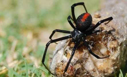 REDBACK SPIDER (LABA-LABA 
PUNGGUNG MERAH)