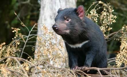 TASMANIAN DEVIL (SETAN TASMANIA) 