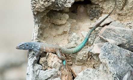 WHIPTAIL LIZARD (KADAL EKOR 
CAMBUK)