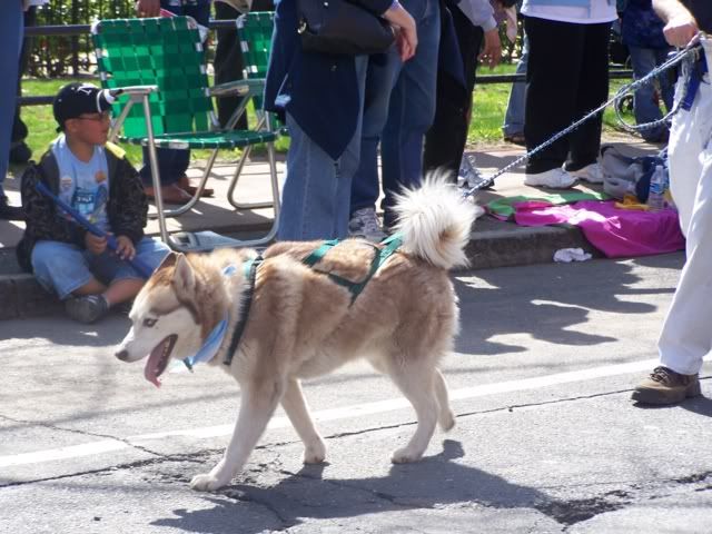 uconn huskies photo: beautiful husky dog in parade 100_2711.jpg