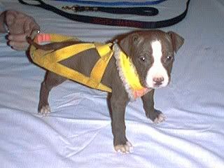 littledog.jpg