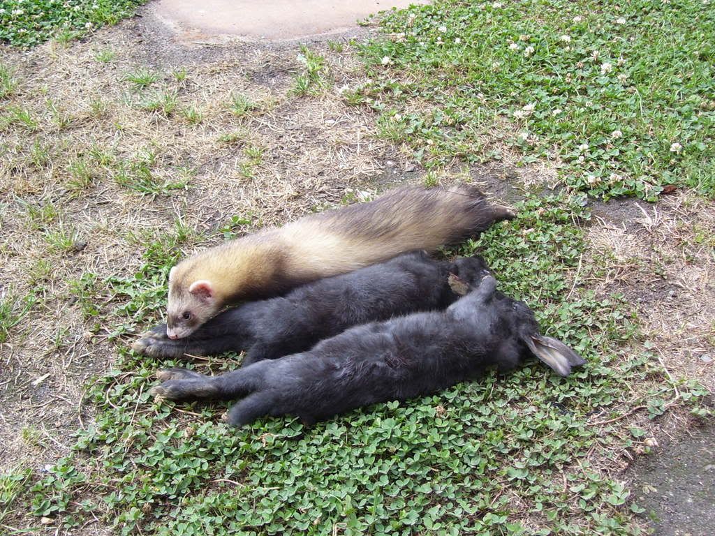 newferrets003.jpg