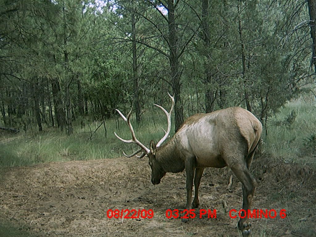 2009pigpictureselkgamecam142.jpg