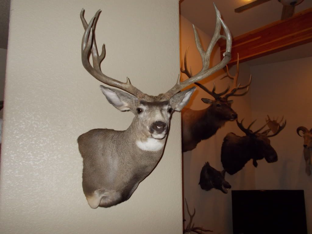 2012mydeerandpoolpics002.jpg