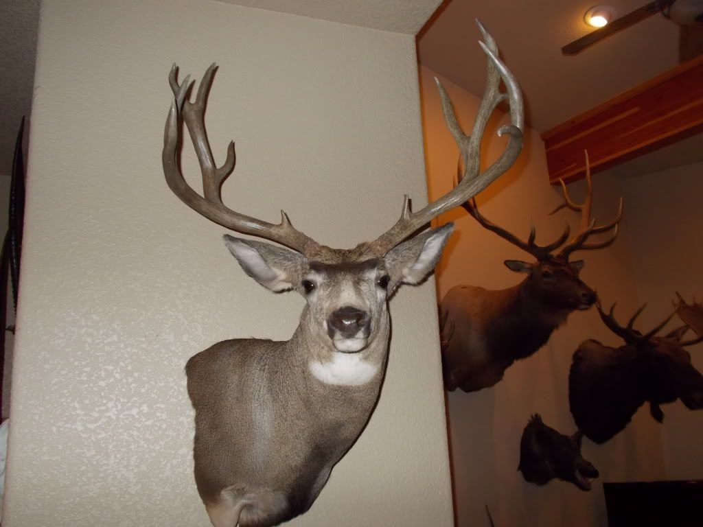 2012mydeerandpoolpics003.jpg