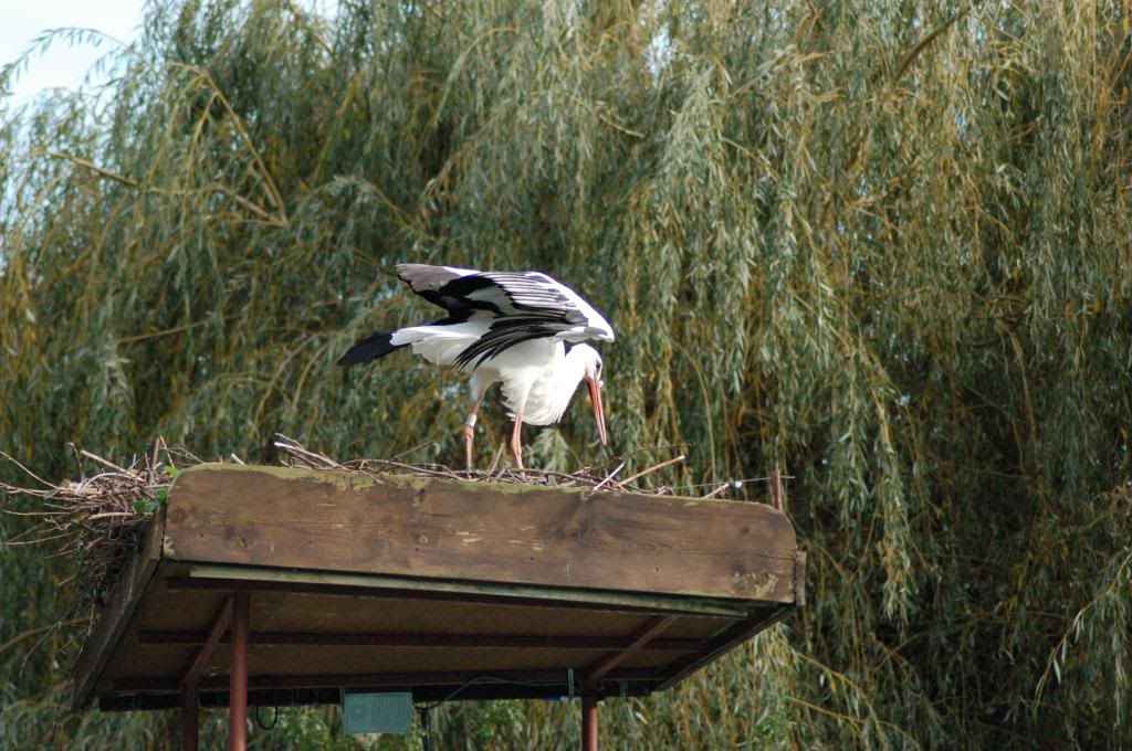 Эльзас с ребенком - конец октября 2013 года