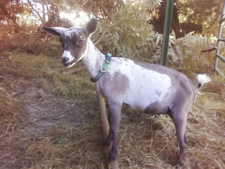 NEW DOELING!! Had to share her! - Goats