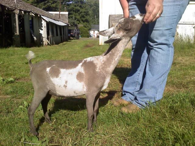 NEW DOELING!! Had to share her! - Goats