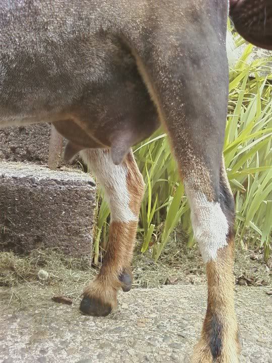 Should I just dry her up?? - Goats