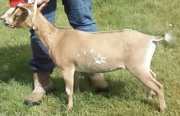 What do you think about this yearling?!?! - Goats