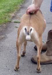 What do you think about this yearling?!?! - Goats