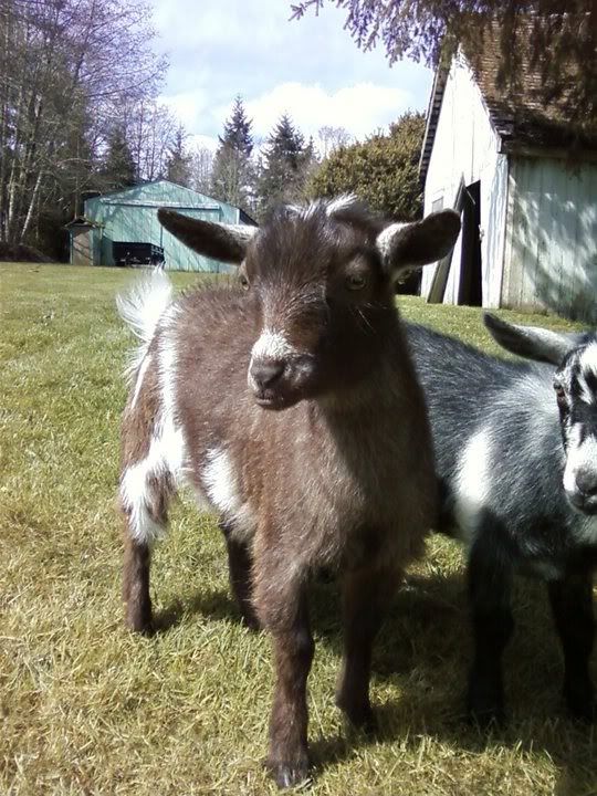 HI ALL!! New Here!! Cant wait to talk goats! - Goats