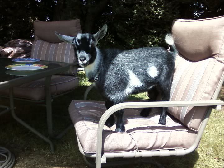 HI ALL!! New Here!! Cant wait to talk goats! - Goats