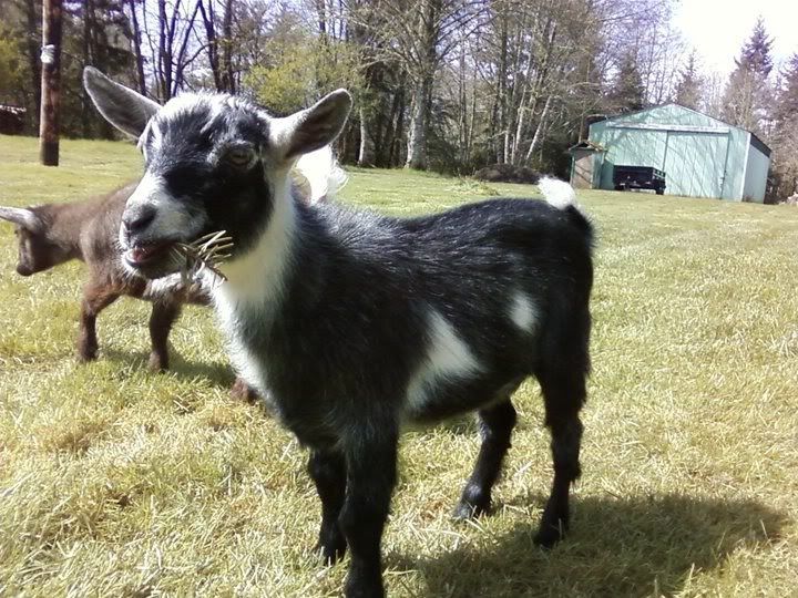 HI ALL!! New Here!! Cant wait to talk goats! - Goats