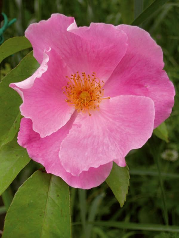 Anemone-Rose.jpg