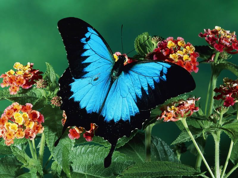 Blue_Mountain_Butterfly_28Papilio_U.jpg