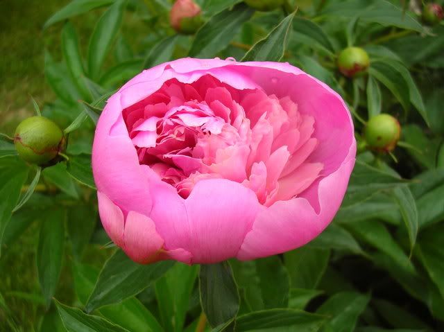 DSCN4925-2.jpg