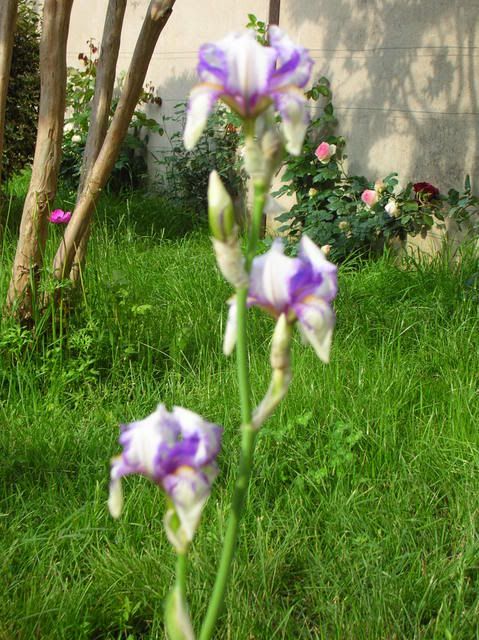DSCN4987.jpg