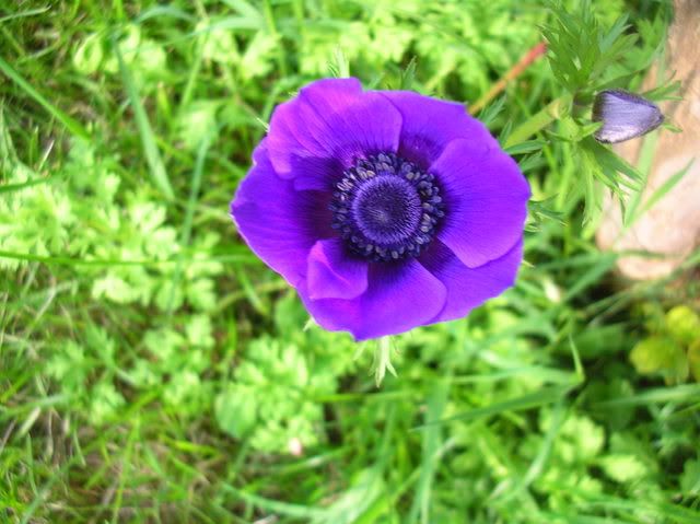 DSCN4991-1.jpg