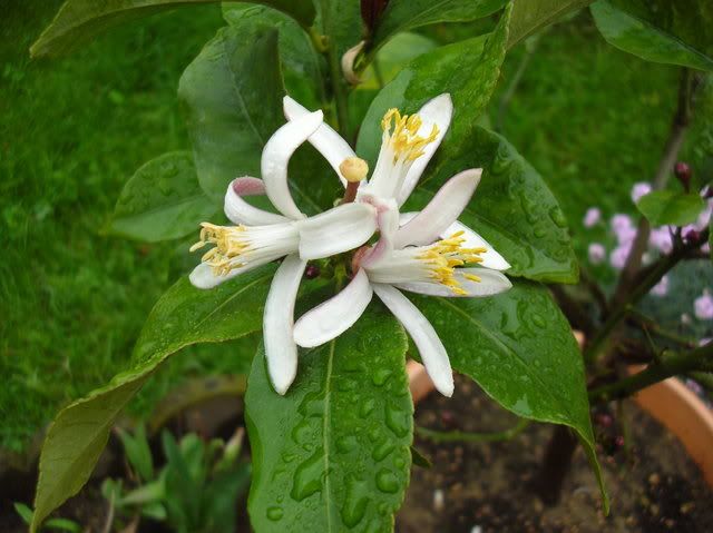 DSCN5050.jpg
