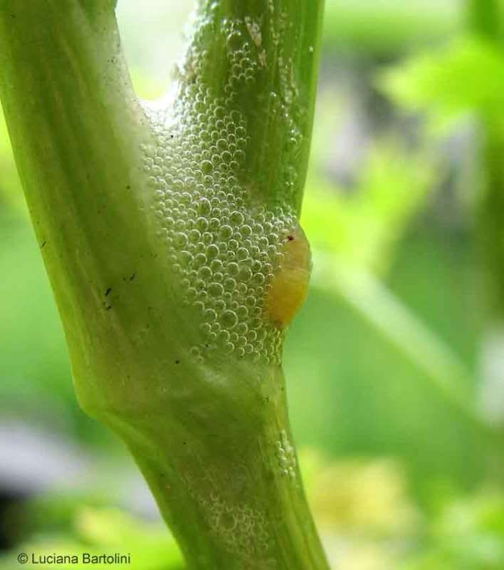 larva-sputacchina.jpg