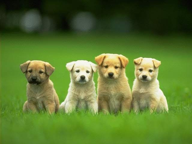 cute yellow lab dogs. pictures of yellow labs.