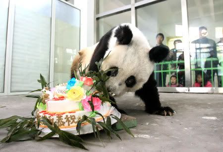 10-31-07 Picture of Day from snapchina.com: Eldest Panda Turns 35 Years Old