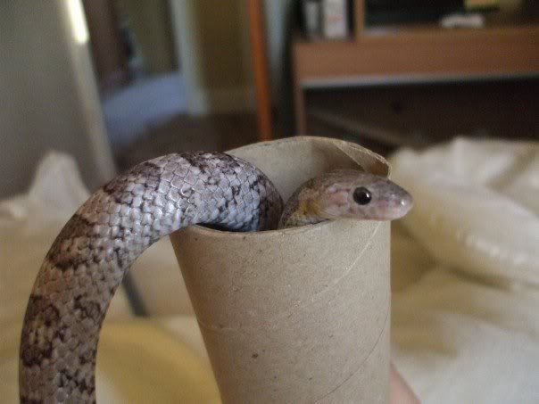 corn2.jpg