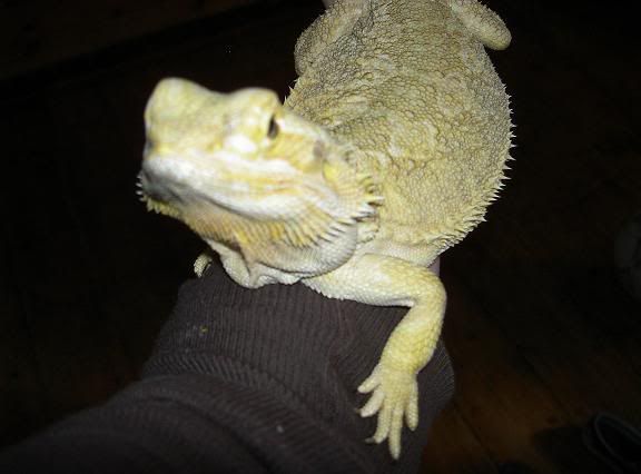 darcyarm.jpg