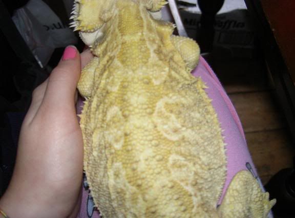 darcylap.jpg