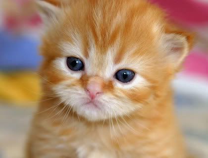 Gambar Kucing Comel Cute: Koleksi Gambar Anak Kucing