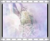 Wedding backgrounds video loops and motion clips for wedding videos and