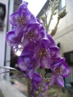 Aconitum torikabuto Pictures, Images and Photos