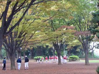 Zelkova+tree+in+fall