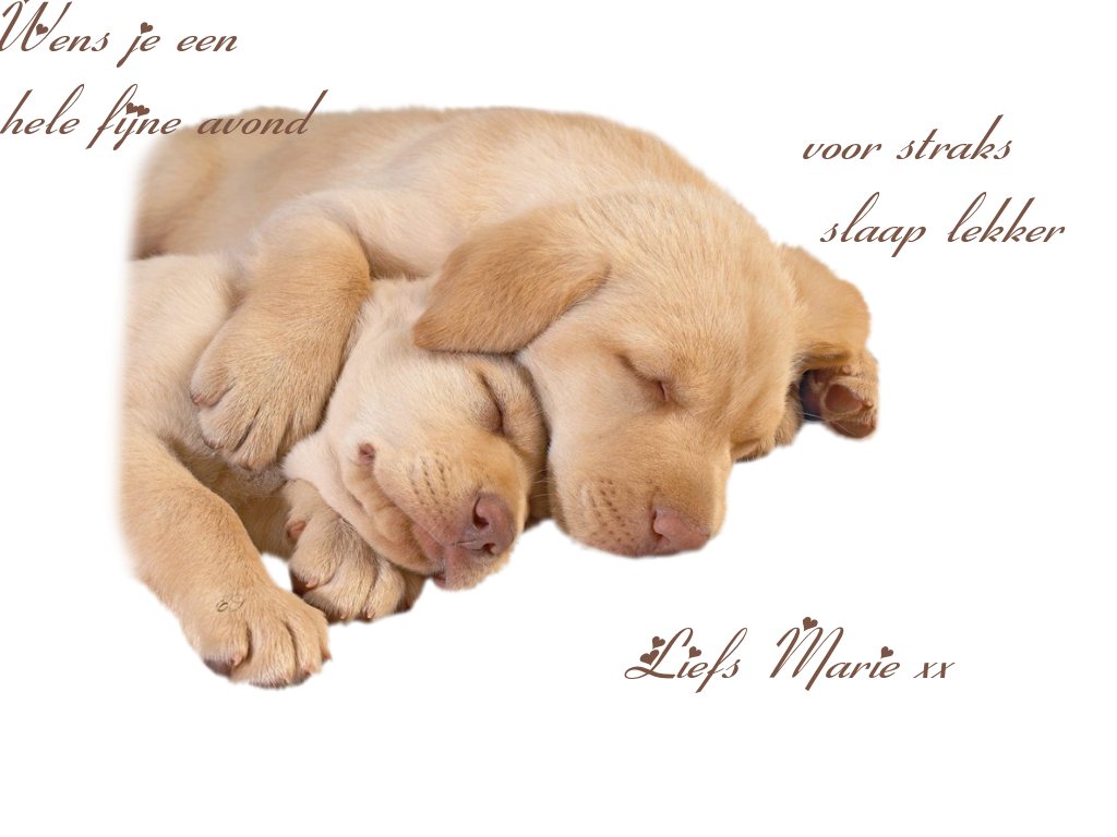 Honden9jan2012es_zps9e5901d9.png