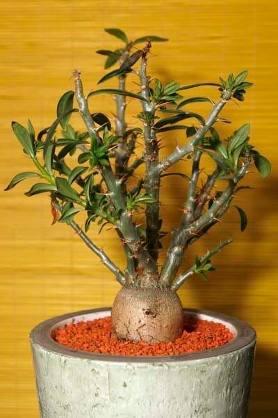 Pachypodium_Bispinosum.jpg