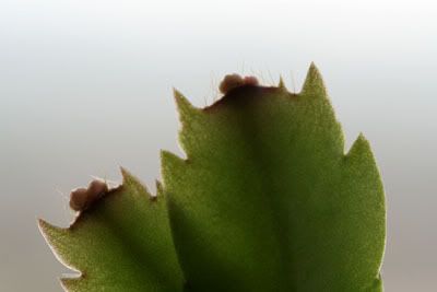 Schlumbergera_Boccioli1.jpg