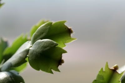 Schlumbergera_Boccioli2.jpg