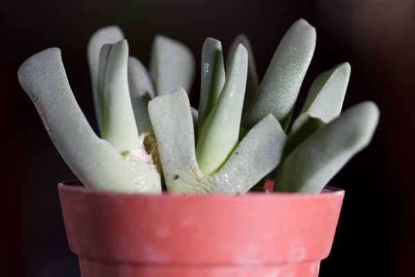 succulenta1.jpg