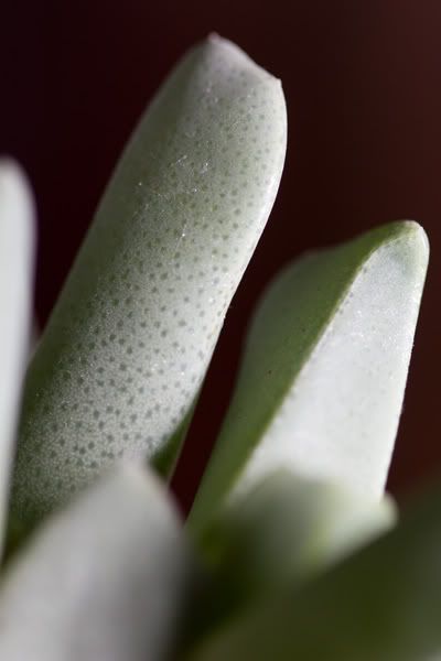 succulenta1_particolare.jpg