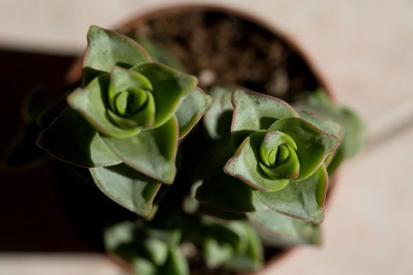 succulenta3.jpg