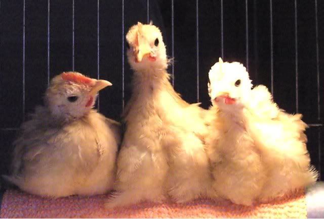 Sexing Bantam Chicks Backyard Chickens Learn How To Raise Chickens 