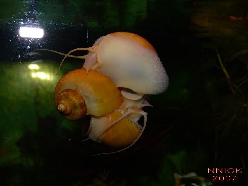 TRIO APPLE SNAIL Image