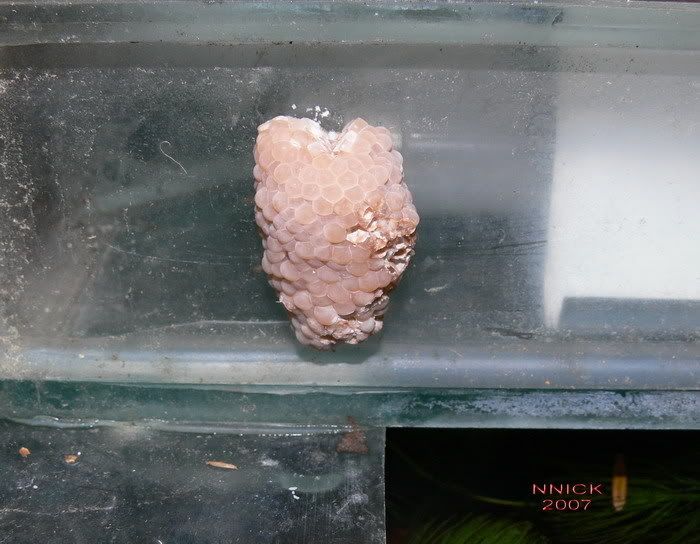 EGGS APPLE SNAIL Image